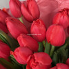 Тюльпаны "Красный бархат"