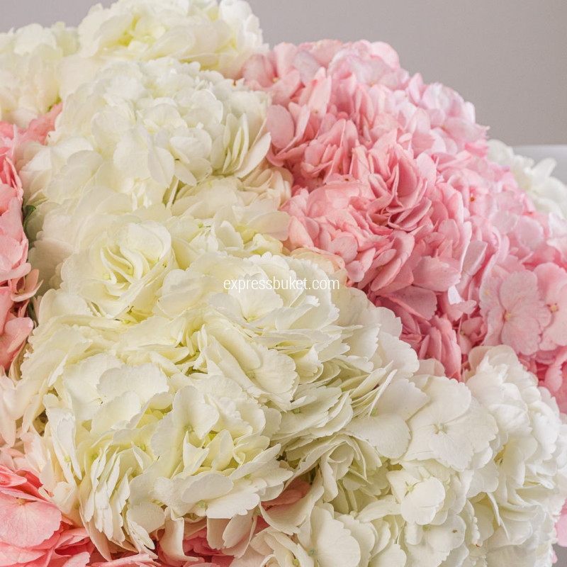 Букет из 11 гортензий